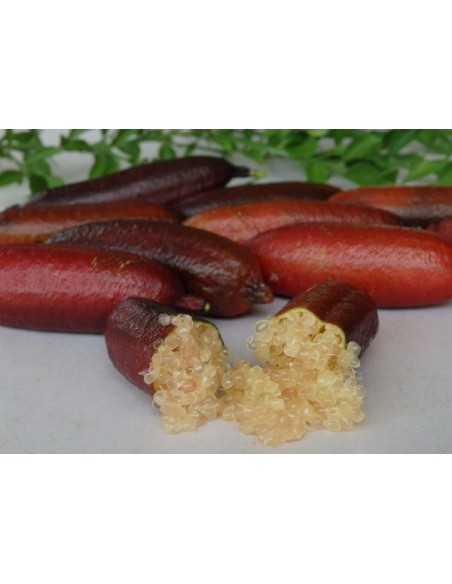 1 Arbolito de Lima dedo - Citrus australassica ''Wauchope''  Limon caviar, Lima dedo