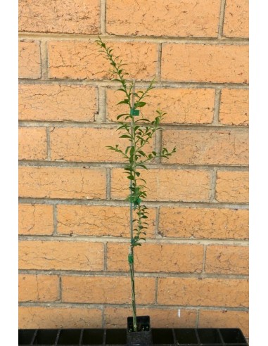 Finger lime plant - ''Wauchope'' Citrus australassica Grafted plants from Mexico