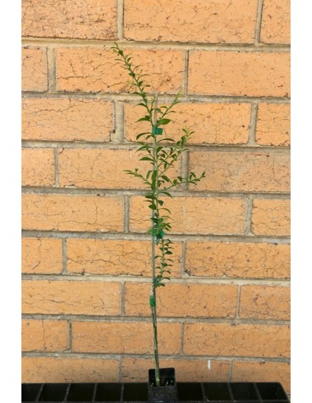 Finger lime plant - ''Wauchope'' Citrus australassica Grafted plants from Mexico