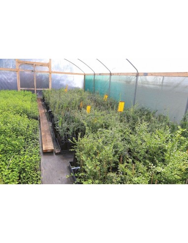 Finger lime plant - ''Wauchope'' Citrus australassica Grafted plants from Mexico