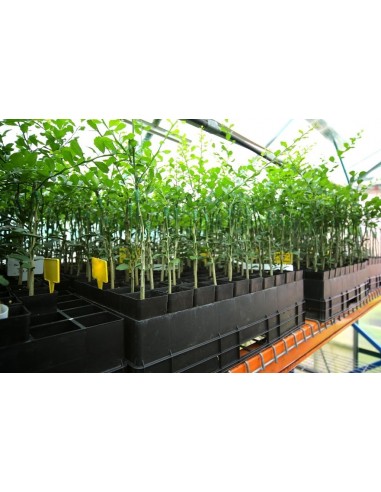 Finger lime plant - ''Wauchope'' Citrus australassica Grafted plants from Mexico