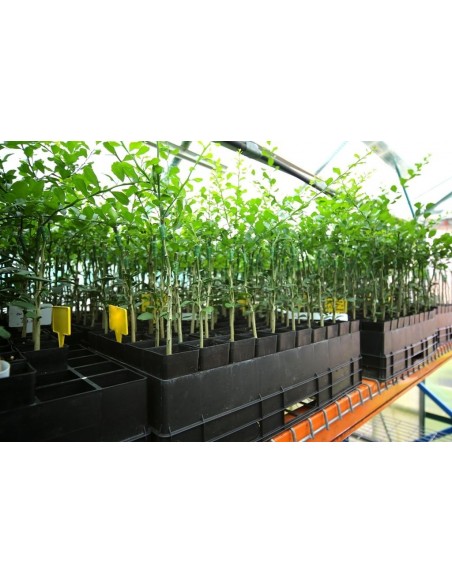 Finger lime plant - ''Wauchope'' Citrus australassica Grafted plants from Mexico