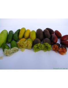 1 Arbolito de Lima dedo - Citrus australassica ''Wauchope''  Limon caviar, Lima dedo 2