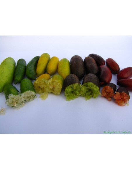Finger lime plant - ''Wauchope'' Citrus australassica Grafted plants from Mexico