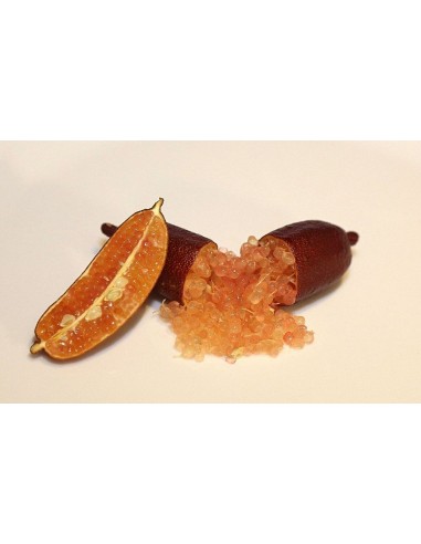 Finger lime plant - ''Wauchope'' Citrus australassica Grafted plants from Mexico
