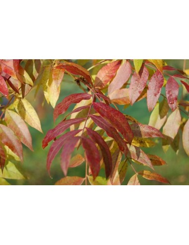 1 Chinese Pistachio Live plant -Pistacia texana - Order now Live plants fromm MeXIo