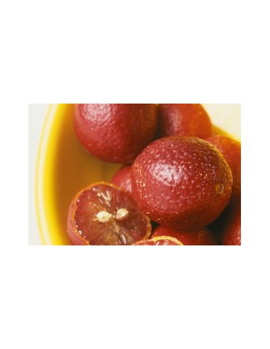 1 Arbolito de Limon sangre ''Australian Blood Lime'' (CItrus sp.) Real: limones rojos