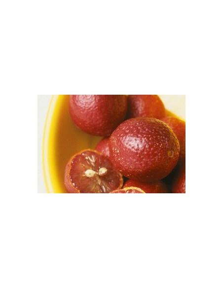1 Arbolito de Limon sangre ''Australian Blood Lime'' (CItrus sp.) Real: limones rojos