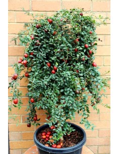 1 Arbolito de Limon sangre ''Australian Blood Lime'' (CItrus sp.) Real: limones rojos 2