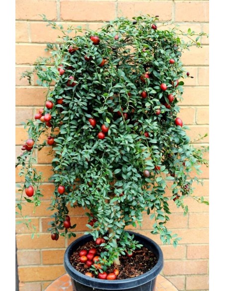 1 Arbolito de Limon sangre ''Australian Blood Lime'' (CItrus sp.) Real: limones rojos