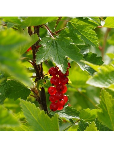 1 Arbolito de Grosella roja - Ribes rubrum - Zarzaparrilla Venta de plantas de root beer raiz