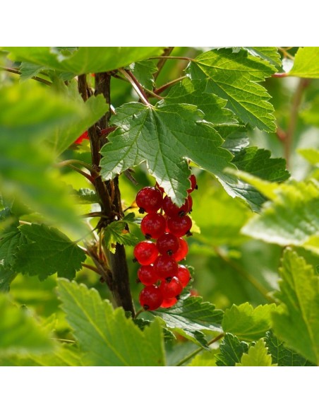 1 Red currant plant - Root beer plants for sale from mexico Rare seeds the greenss shop 1 Red currant plant - Root beer plants for sale from mexico Rare seeds the greenss shop