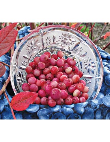 1 Pink lemonade Blueberry bush - Live plants for sale