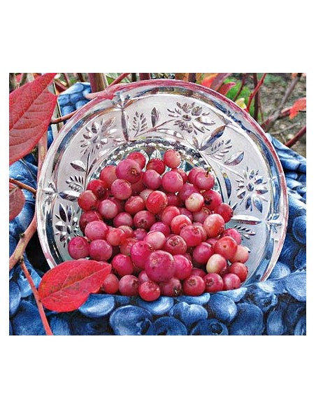 Blueberry ''Pink Lemonade'' (Vaccinium c.) Auntenticos Bluberries rosados - Unicos en Mexico