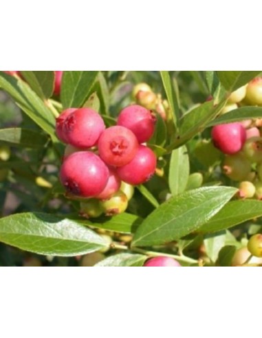 Blueberry ''Pink Lemonade'' (Vaccinium c.) Auntenticos Bluberries rosados - Unicos en Mexico