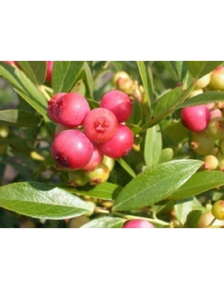 Blueberry ''Pink Lemonade'' (Vaccinium c.) Auntenticos Bluberries rosados - Unicos en Mexico