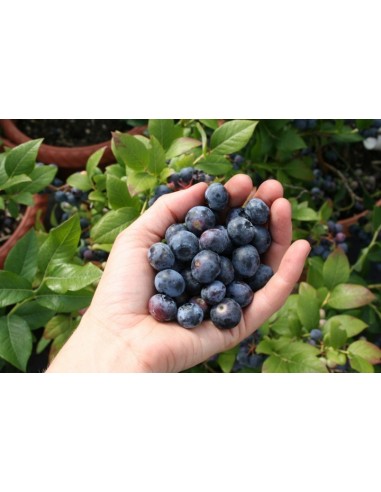 Blueberry ''Bluecrop'' (Vaccinium corymbosum) Plantas de bluberrie mejoradas, americanas