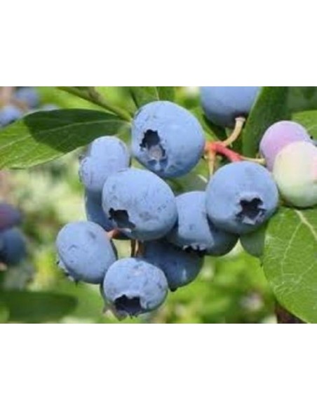 Blueberry ''Bluecrop'' (Vaccinium corymbosum) Plantas de bluberrie mejoradas, americanas