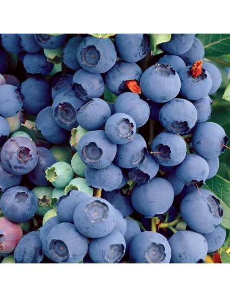 Blueberry ''Bluecrop'' (Vaccinium corymbosum) Plantas de bluberrie mejoradas, americanas