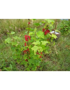 1 Arbolito de Grosella roja - Ribes rubrum - Zarzaparrilla Venta de plantas de root beer raiz 2