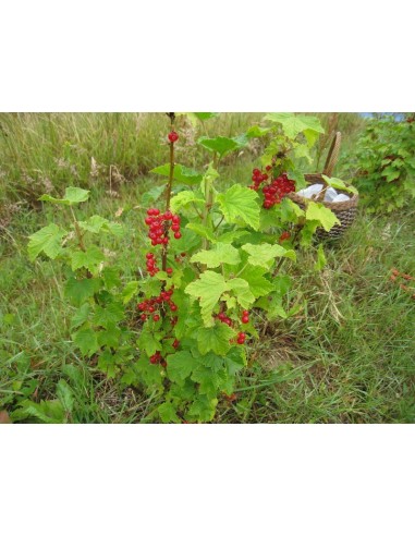 1 Arbolito de Grosella roja - Ribes rubrum - Zarzaparrilla Venta de plantas de root beer raiz