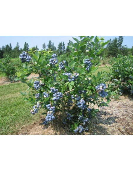 1 BluCrop Blueberrie - Live plants for sale - Order now THE GREEN SHOP 1 BluCrop Blueberrie - Live plants for sale - Order now THE GREEN SHOP