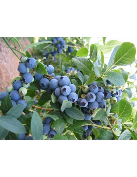 1 BluCrop Blueberrie - Live plants for sale - Order now THE GREEN SHOP 1 BluCrop Blueberrie - Live plants for sale - Order now THE GREEN SHOP