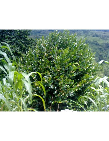 15 Semillas de Cachichin (Oecopetalum mexicanum) Frutal nativo de Misantla, Veracruz