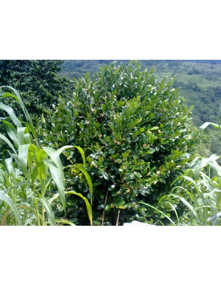 15 Semillas de Cachichin (Oecopetalum mexicanum) Frutal nativo de Misantla, Veracruz