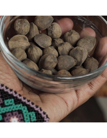 15 ''Cachichin'' nut rare seeds to grow (Oecopetalum mexicanum) HARD TO FIND Worldwide shipping