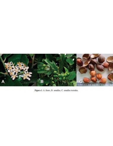 15 Semillas de Cachichin (Oecopetalum mexicanum) Frutal nativo de Misantla, Veracruz