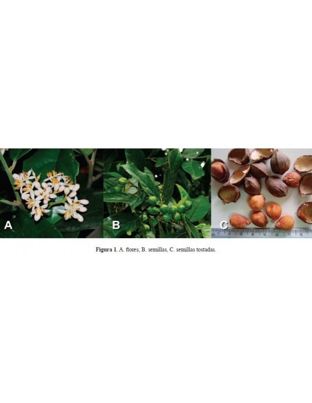 15 ''Cachichin'' nut rare seeds to grow (Oecopetalum mexicanum) HARD TO FIND Worldwide shipping