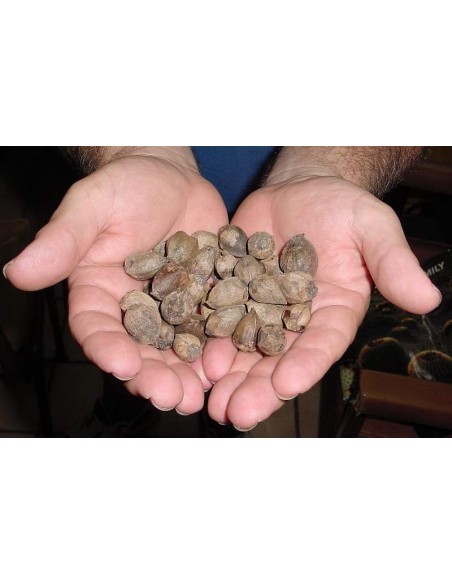 15 Semillas de Cachichin (Oecopetalum mexicanum) Frutal nativo de Misantla, Veracruz