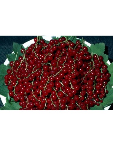 1 Arbolito de Grosella roja - Ribes rubrum - Zarzaparrilla Venta de plantas de root beer raiz