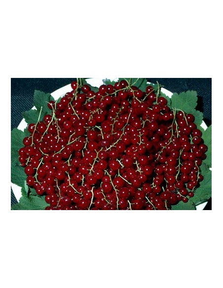 1 Arbolito de Grosella roja - Ribes rubrum - Zarzaparrilla Venta de plantas de root beer raiz