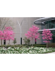 1 Arbolito de Judas del canada, Ciclamor del este (Cercis canadensis) Arboles en venta 2