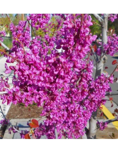 1 Arbolito de Judas del canada, Ciclamor del este (Cercis canadensis) Arboles en venta