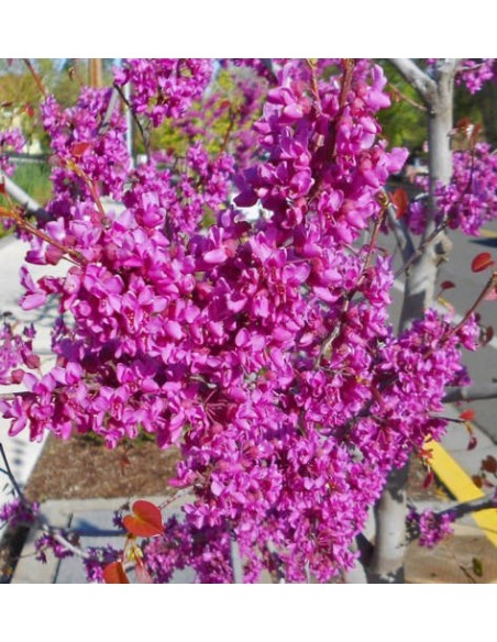 1 Arbolito de Judas del canada, Ciclamor del este (Cercis canadensis) Arboles en venta