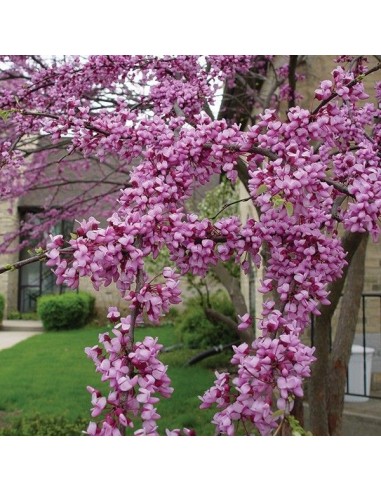 1 Eastern redbud (cercis canadiensis) Live plant for sale