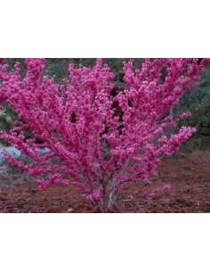 1 Eastern redbud (cercis canadiensis) Live plant for sale