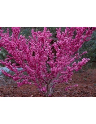 1 Eastern redbud (cercis canadiensis) Live plant for sale