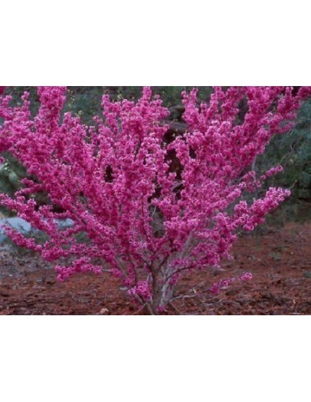 1 Eastern redbud (cercis canadiensis) Live plant for sale