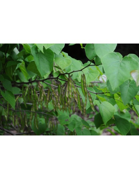 1 Eastern redbud (cercis canadiensis) Live plant for sale