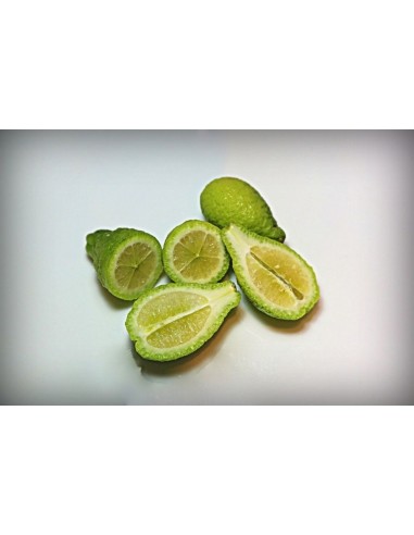 1 Arbolito de Lima ''Dooja'' (Citrus australis) Gympie lime Frutal australiano