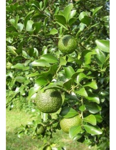 Dooja Lime live tree (Citrus australis) Grafted plants 2