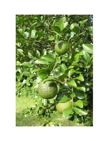 1 Arbolito de Lima ''Dooja'' (Citrus australis) Gympie lime Frutal australiano