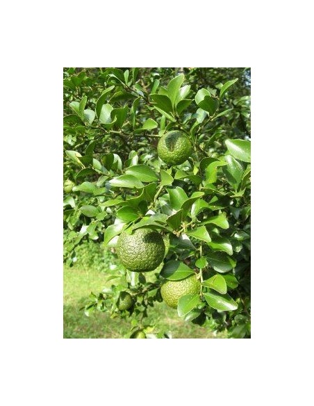 Dooja Lime live tree (Citrus australis) Grafted plants