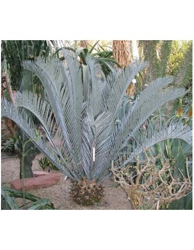 Encephalartos lehmanii (Karoo cycad) Grown from pots in Winsconsin, Worldwie shippping