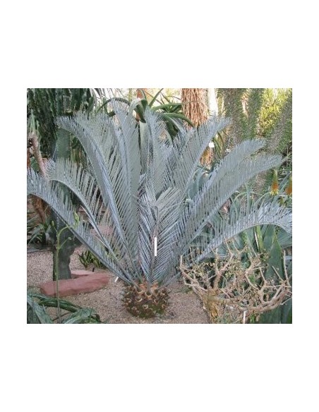 Encephalartos lehmanii (Karoo cycad) Grown from pots in Winsconsin, Worldwie shippping