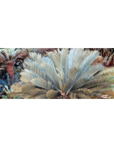 Encephalartos lehmanii - Karoo cicada Gris - AZUL Las mas raras plantas de Venta aqui